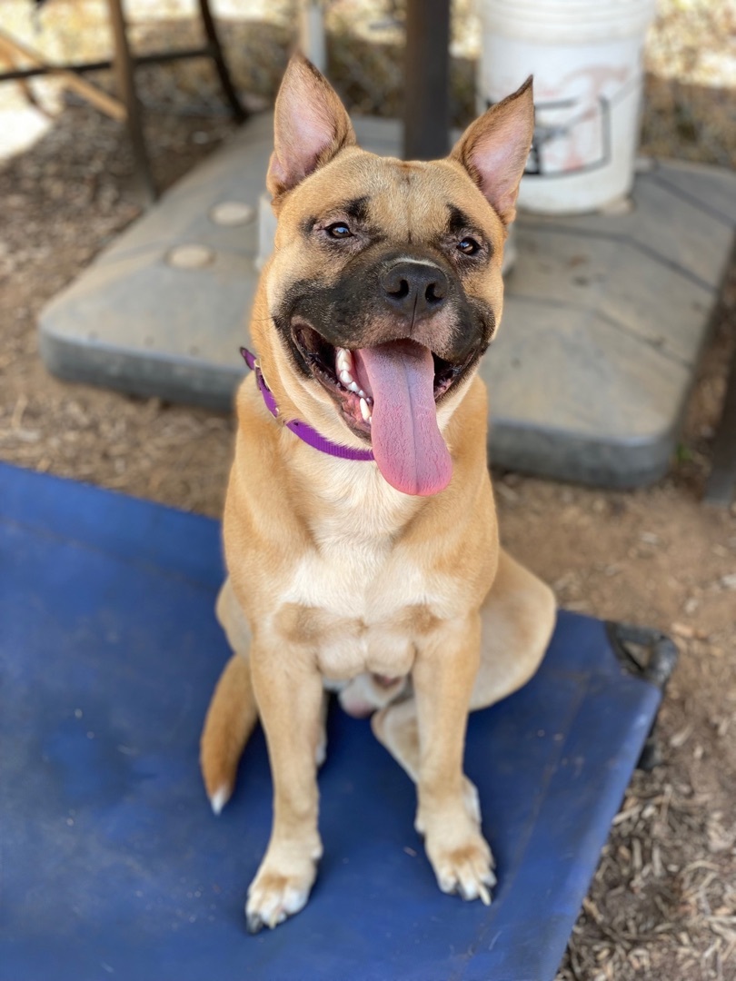 Kylo, a Adoptable mixed breed in Superior, MT image 1/4