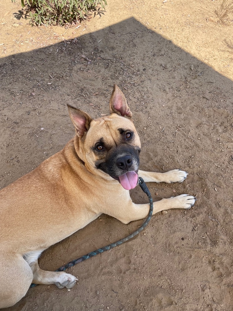 Kylo, a Adoptable mixed breed in Superior, MT image 2/4