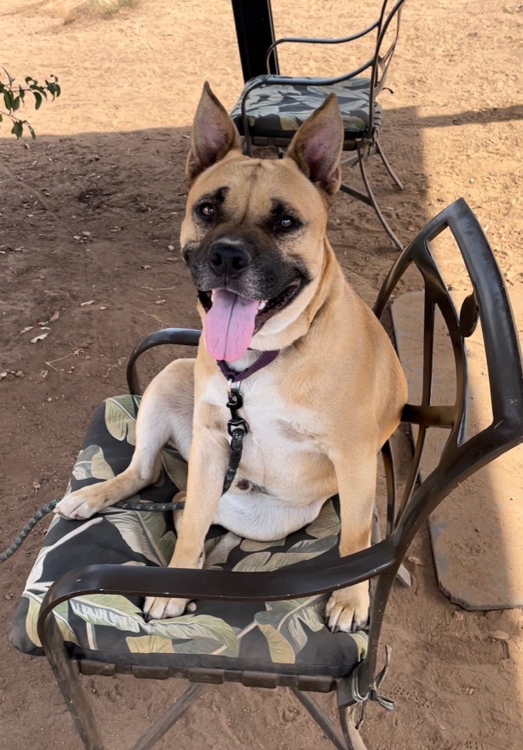 Kylo, a Adoptable mixed breed in Superior, MT image 3/4