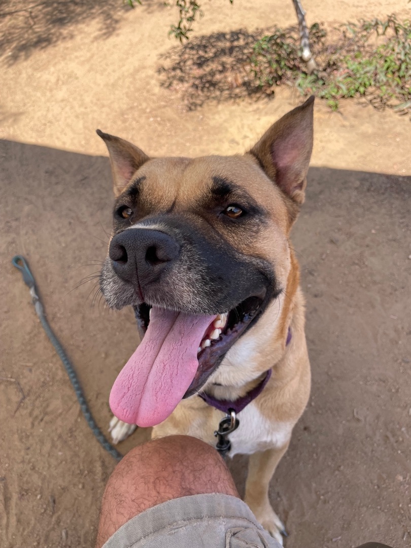 Kylo, a Adoptable mixed breed in Superior, MT image 4/4