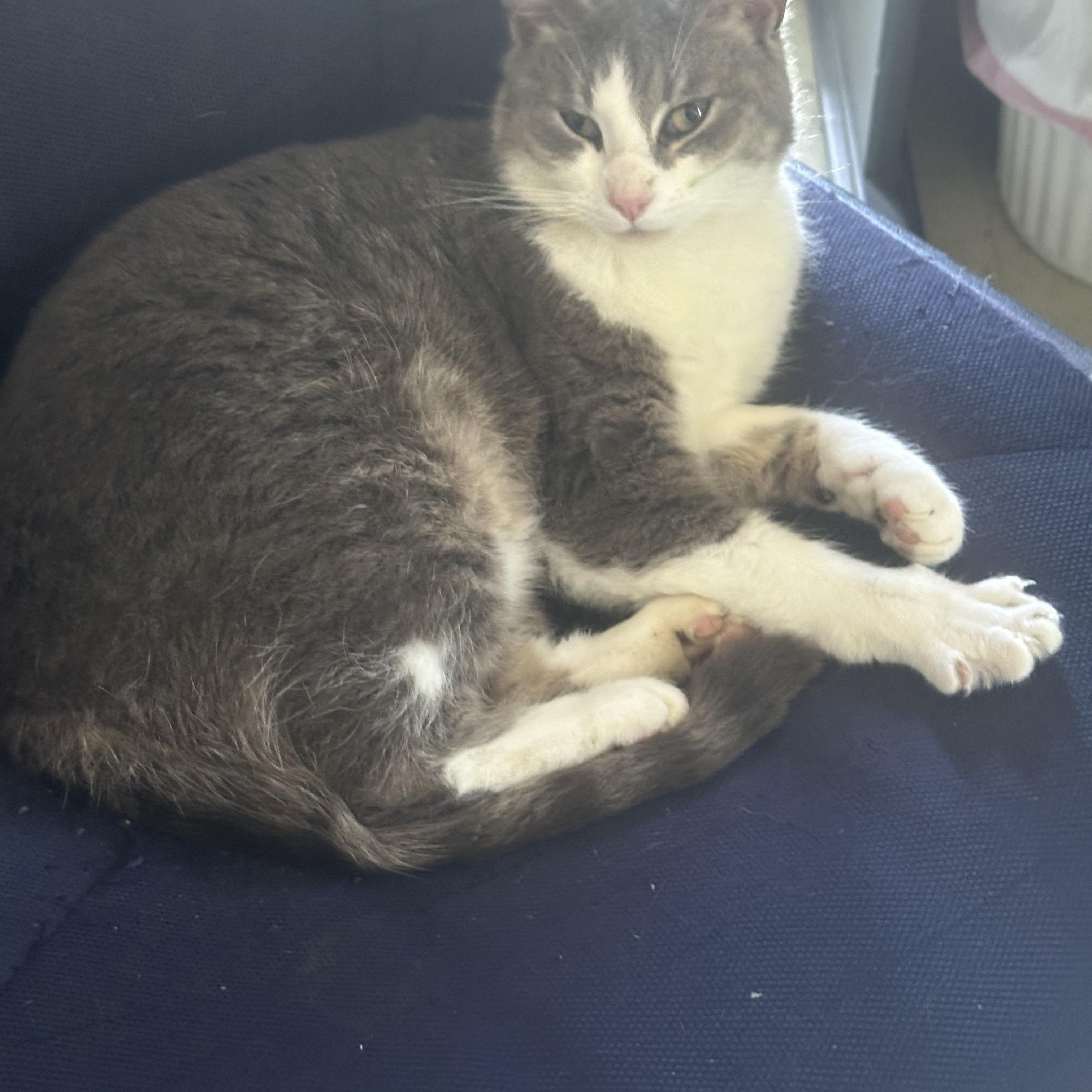 Enlarge Katie, a Adoptable Domestic Short Hair in Vicksburg, MS image 1/1