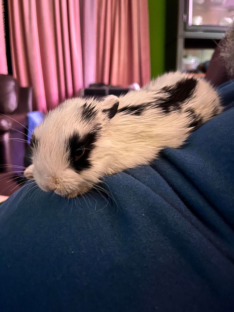 Taylor Swift, Adopted, Young Female Holland Lop & Mini Rex.