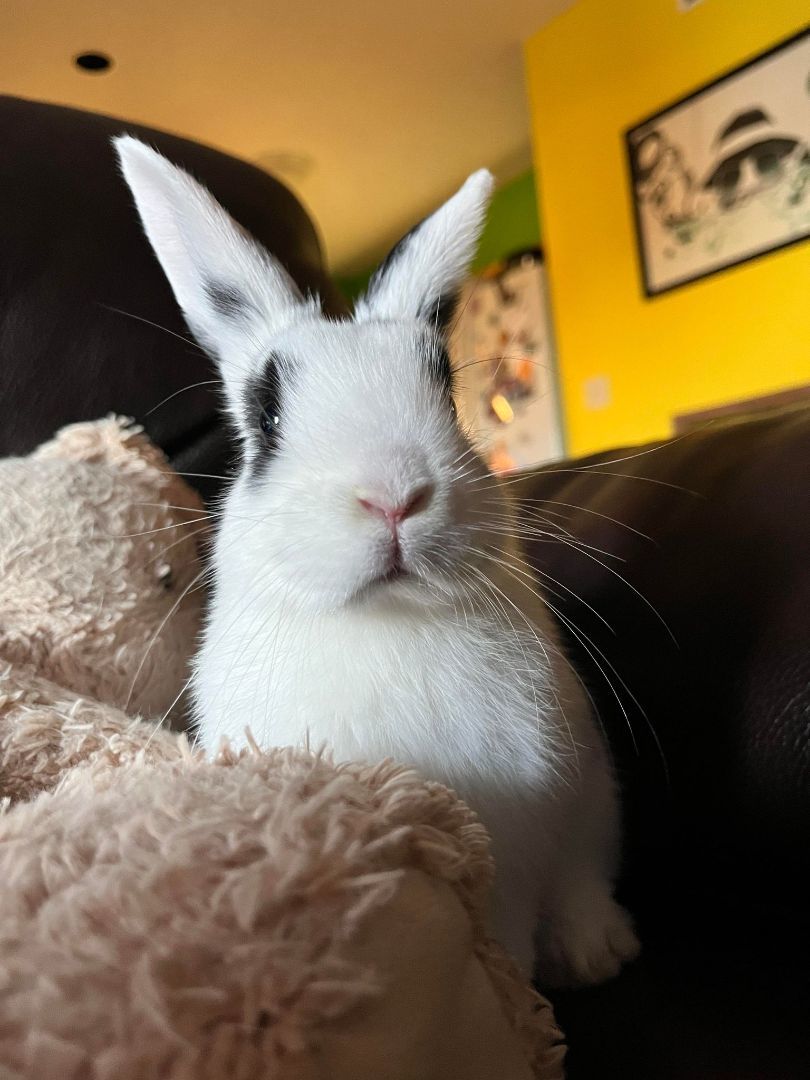 Taylor Swift, a Adopted mixed breed in Wichita, KS image 2/6