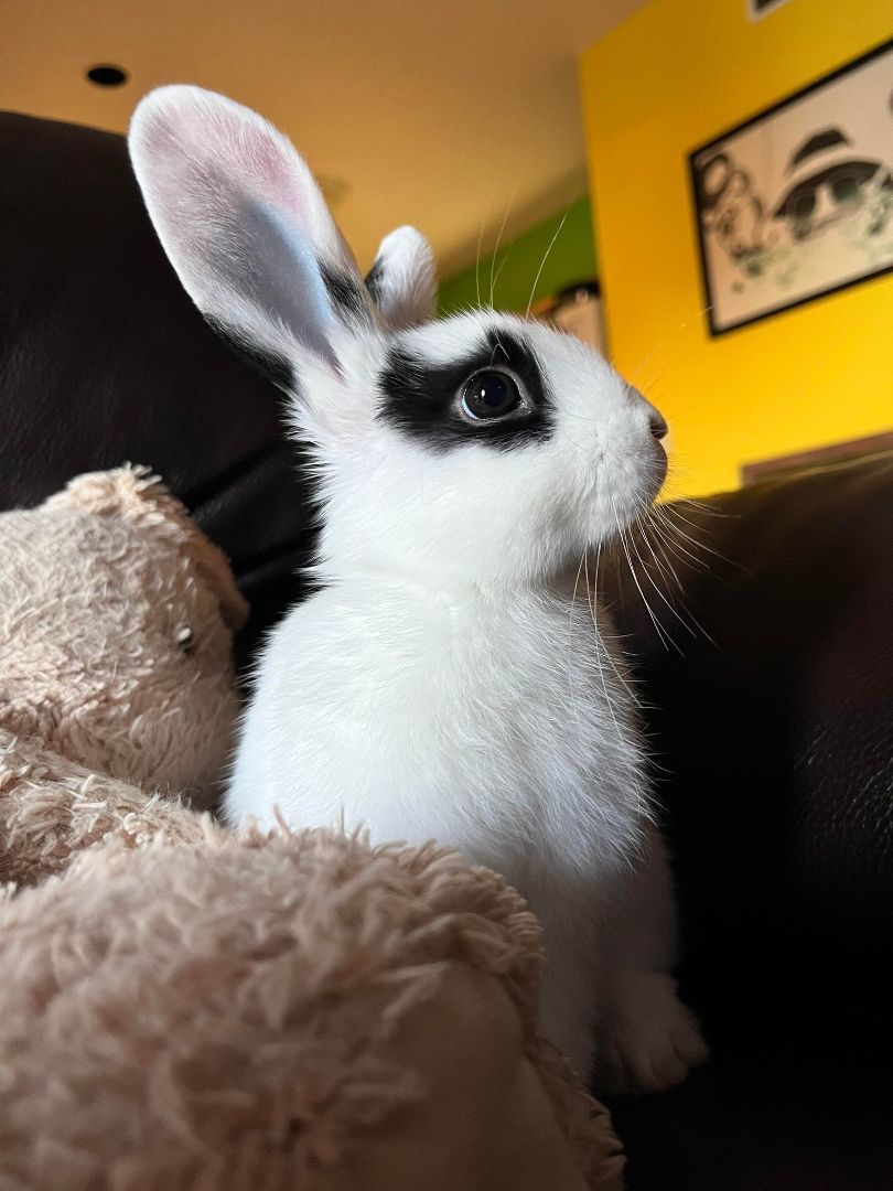 Taylor Swift, a Adopted mixed breed in Wichita, KS image 3/6