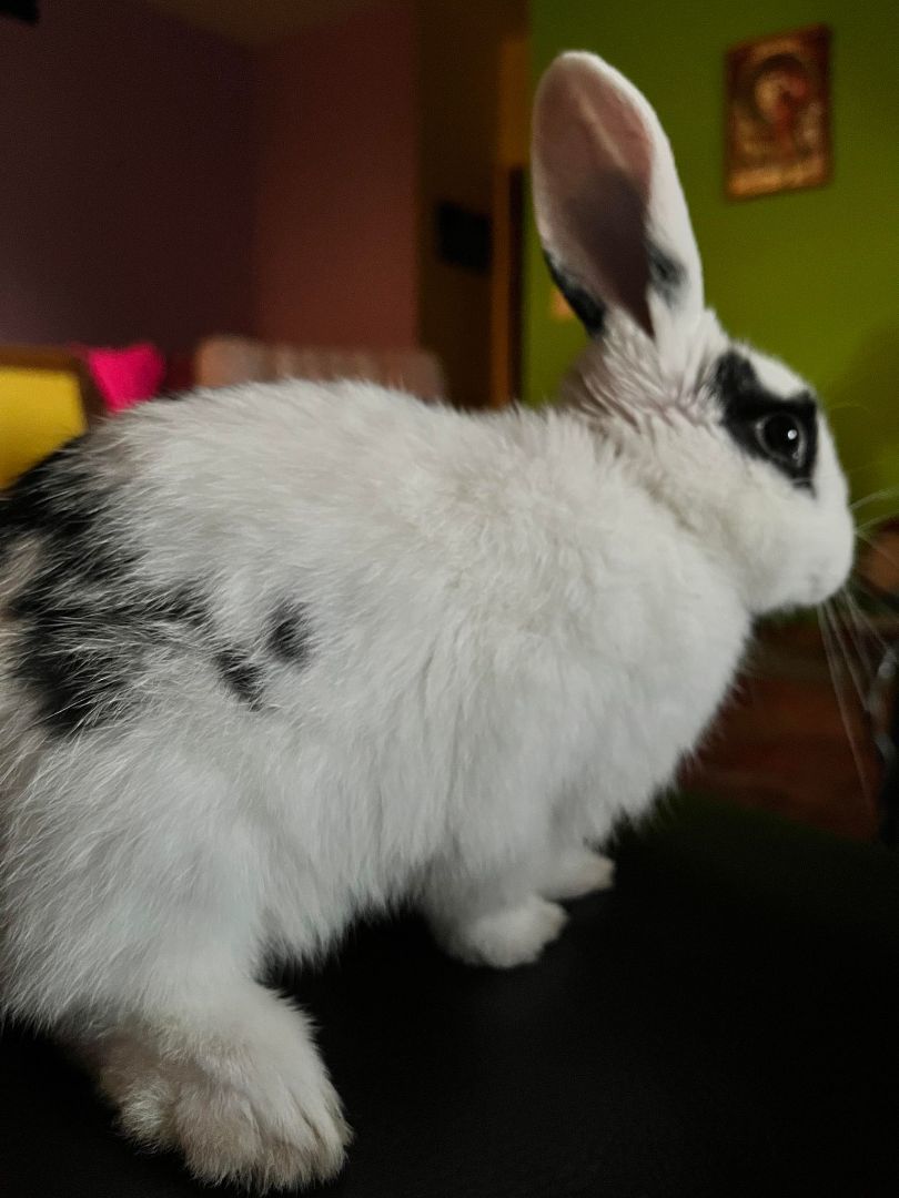 Taylor Swift, Adopted, Young Female Holland Lop & Mini Rex.