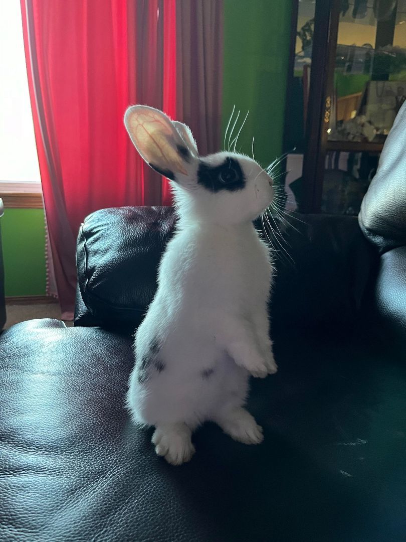 Taylor Swift, a Adopted mixed breed in Wichita, KS image 5/6