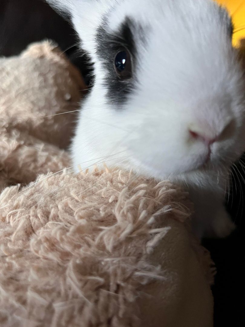 Taylor Swift, a Adopted mixed breed in Wichita, KS image 6/6