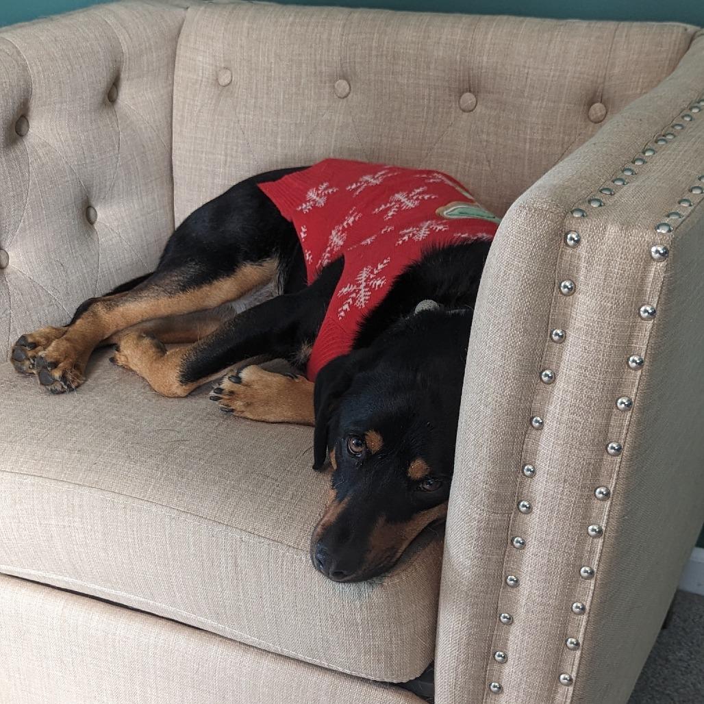 Enlarge Drax, a ADOPTABLE mixed breed in Columbia, MO image 3/3