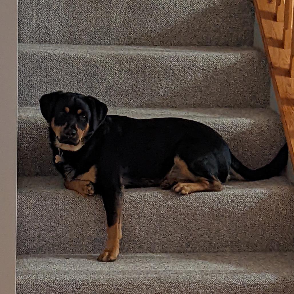 Enlarge Drax, a ADOPTABLE mixed breed in Columbia, MO image 2/3