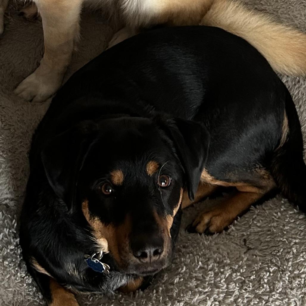 Drax, ADOPTABLE, Adult Male Australian Shepherd & Rottweiler.