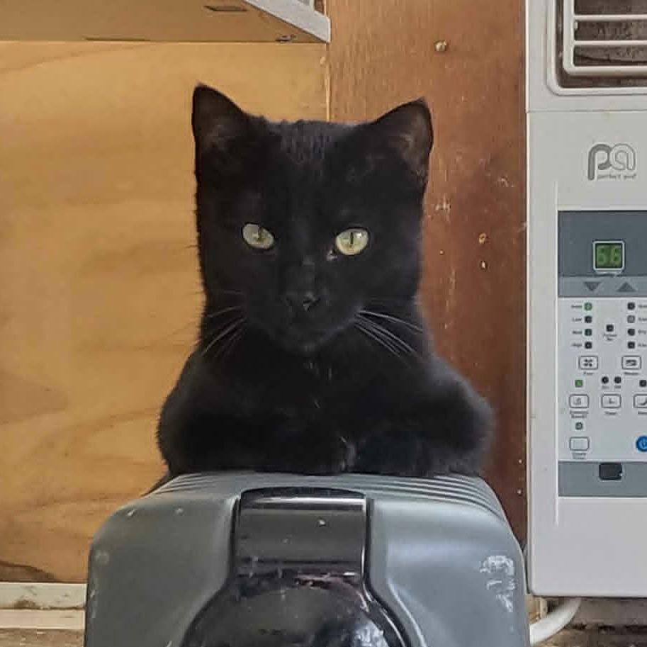 Michelangelo, Adoptable, Young Male Domestic Short Hair.