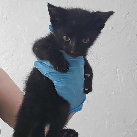 Enlarge Michelangelo, a Adoptable Domestic Short Hair in Jacksonville, OR image 1/1