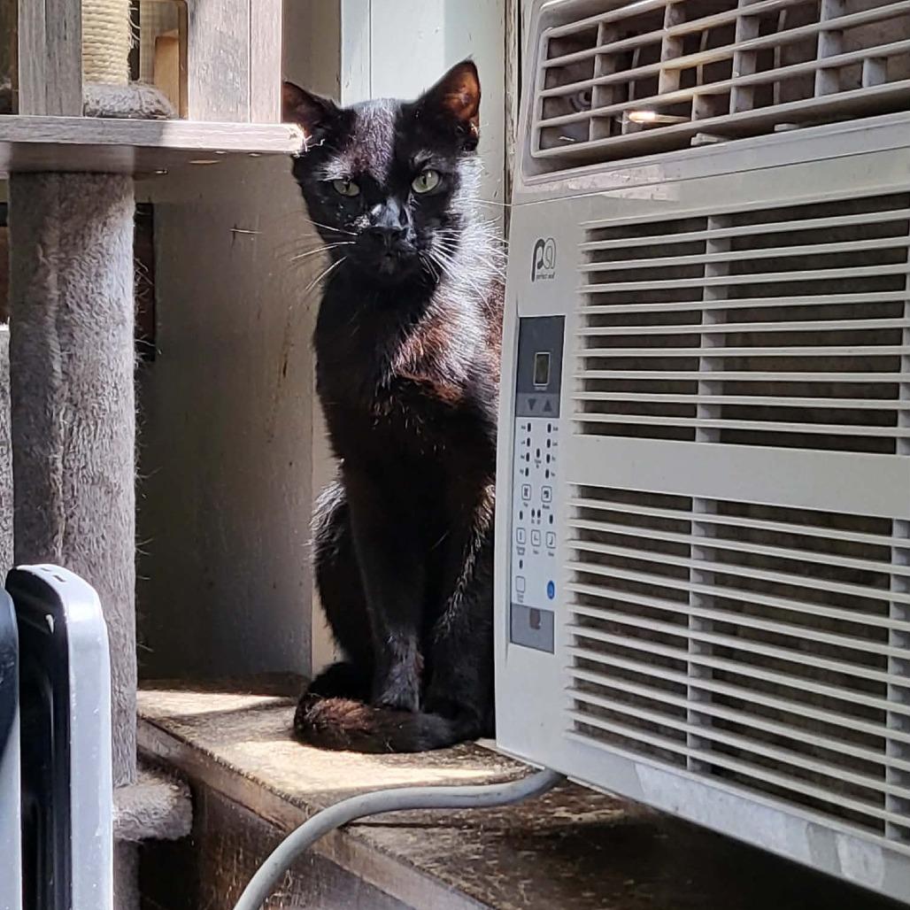 Michelangelo, a Adoptable Domestic Short Hair in Jacksonville, OR image 3/3