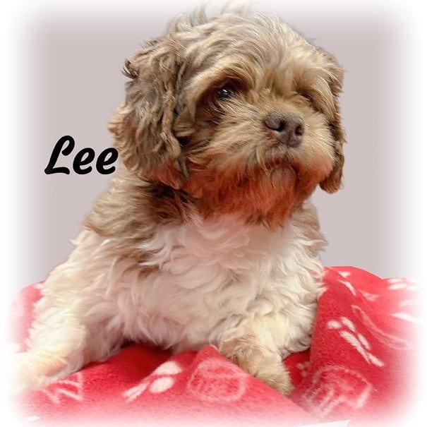 Enlarge Lee, a ADOPTABLE Shih Tzu in Tulsa, OK image 1/1