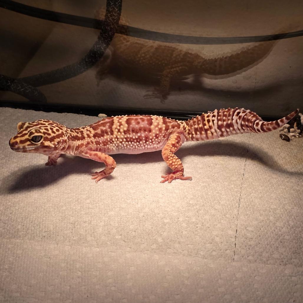 Phoenix, Adoptable, Adult Female Gecko.
