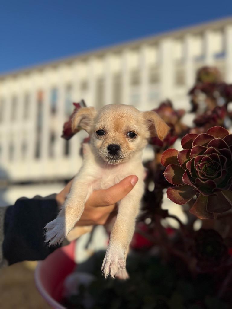 Rainbow, Adoptable, Puppy Female Chihuahua & Mixed Breed.