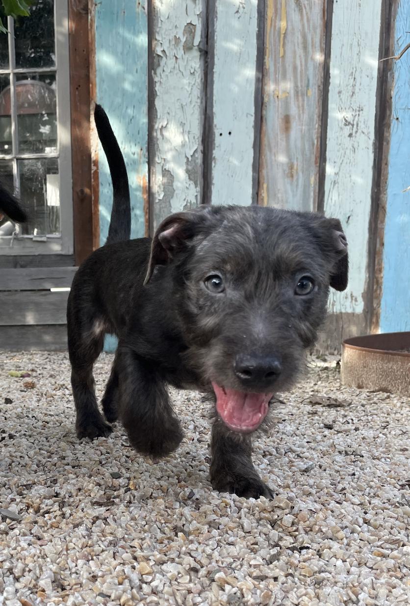 Enlarge Shadow, a Adoptable mixed breed in Emeryville, CA image 2/5