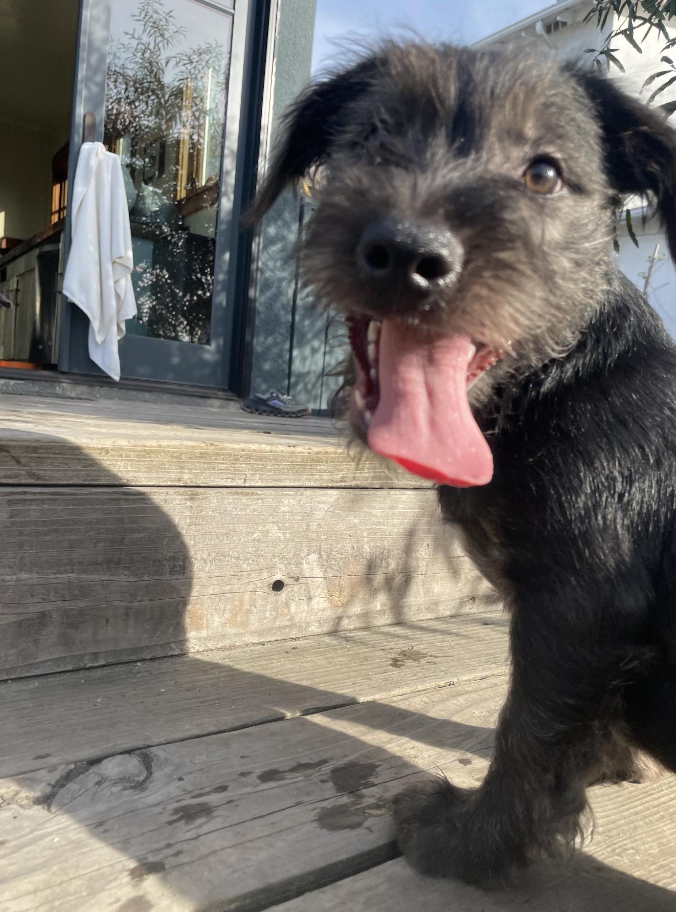 Enlarge Shadow, a Adoptable mixed breed in Emeryville, CA image 4/5