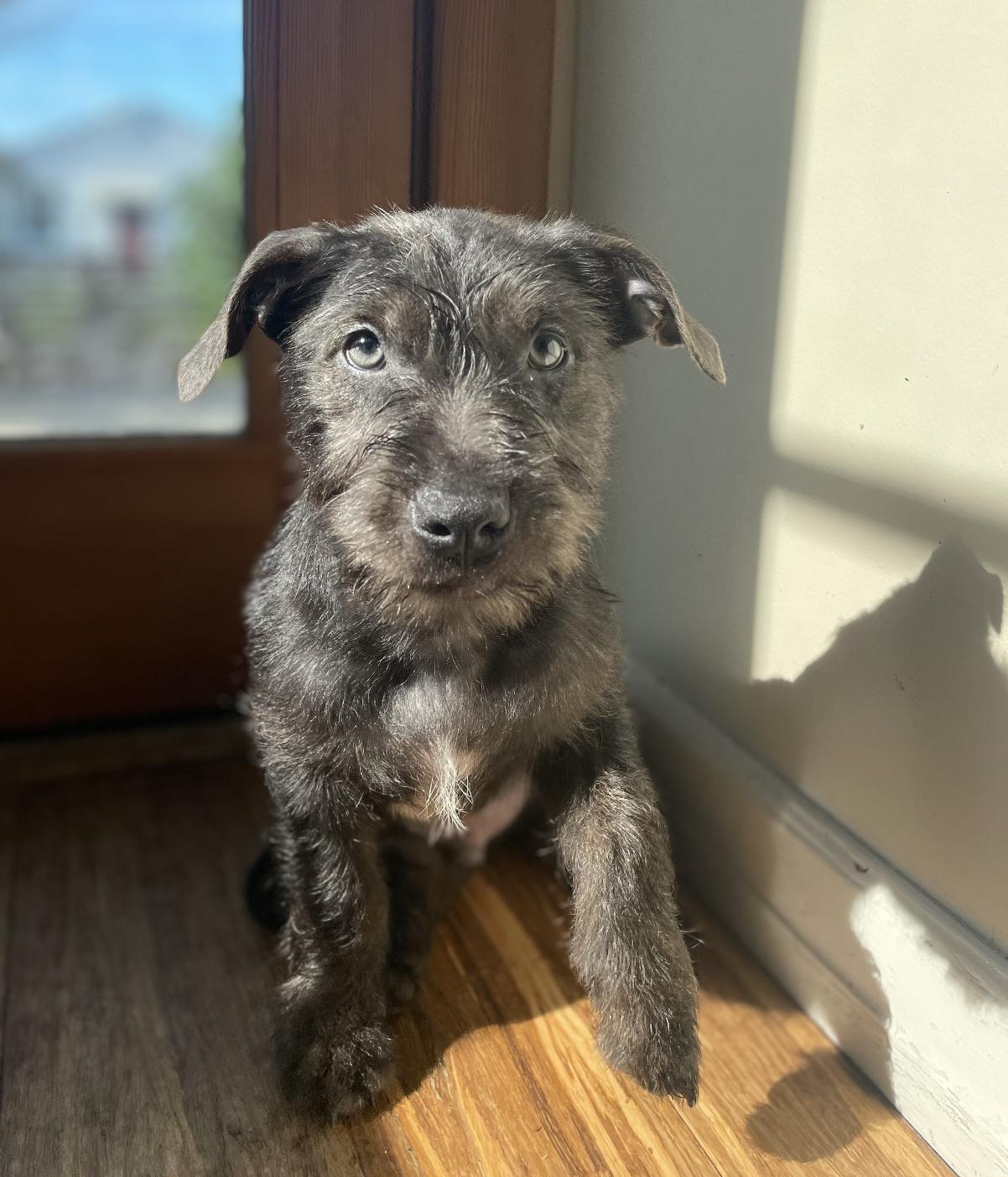 Enlarge Shadow, a Adoptable mixed breed in Emeryville, CA image 1/5