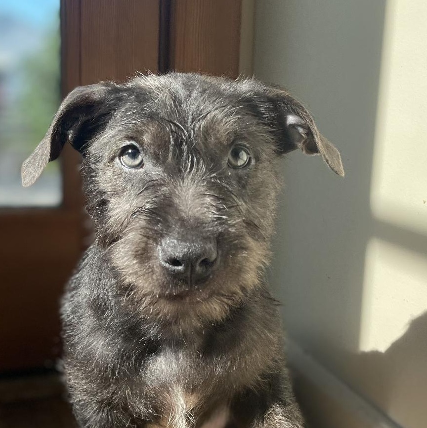 Enlarge Shadow, a Adoptable mixed breed in Emeryville, CA image 1/5