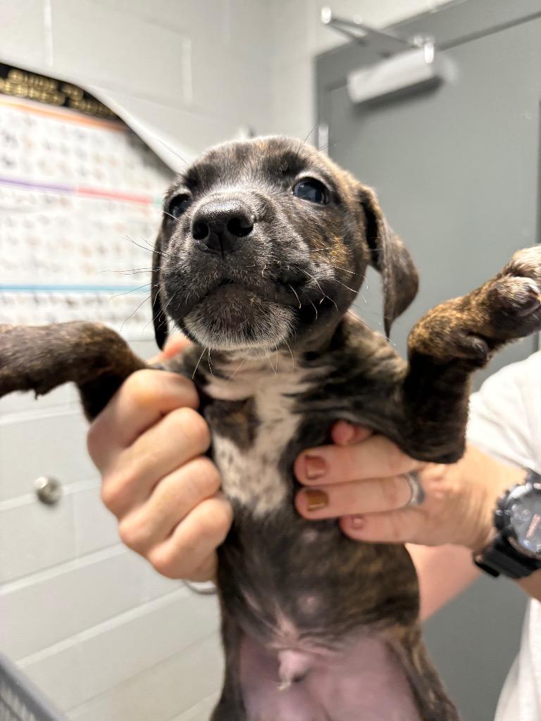 S Pup 4, Adoptable, Puppy Male Pit Bull Terrier & Mixed Breed.