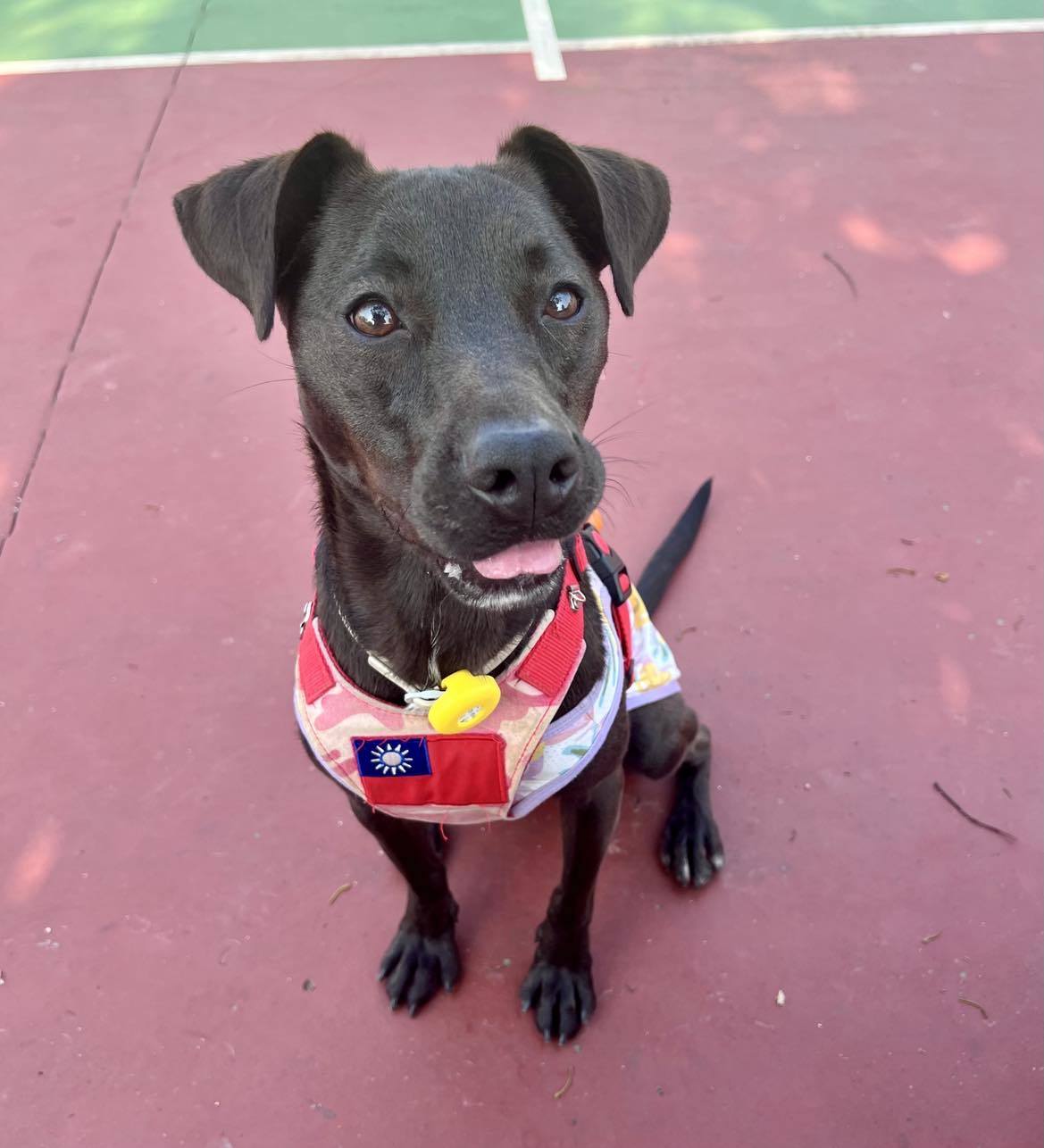 Enlarge Meiya, a Adoptable mixed breed in Sunnyvale, CA image 5/5