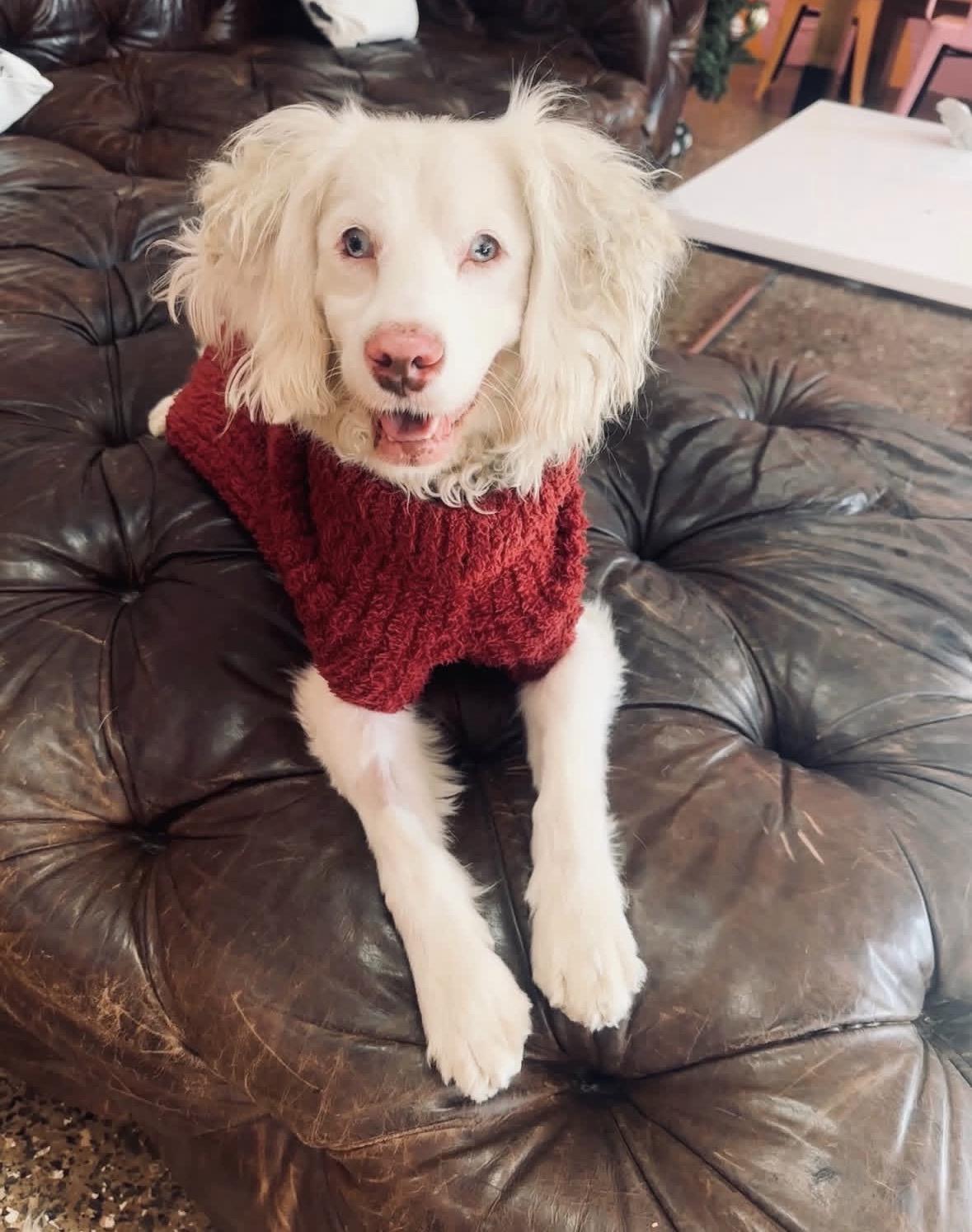 Enlarge Marble, an adoptable mixed breed in Pasadena, CA image 4/6