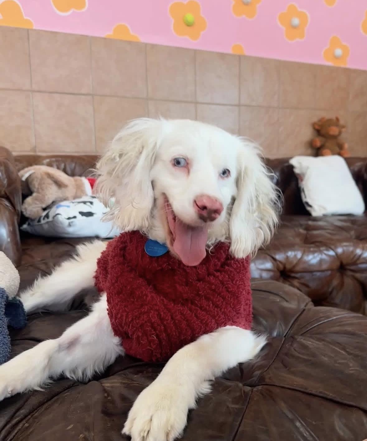 Enlarge Marble, an adoptable mixed breed in Pasadena, CA image 5/6