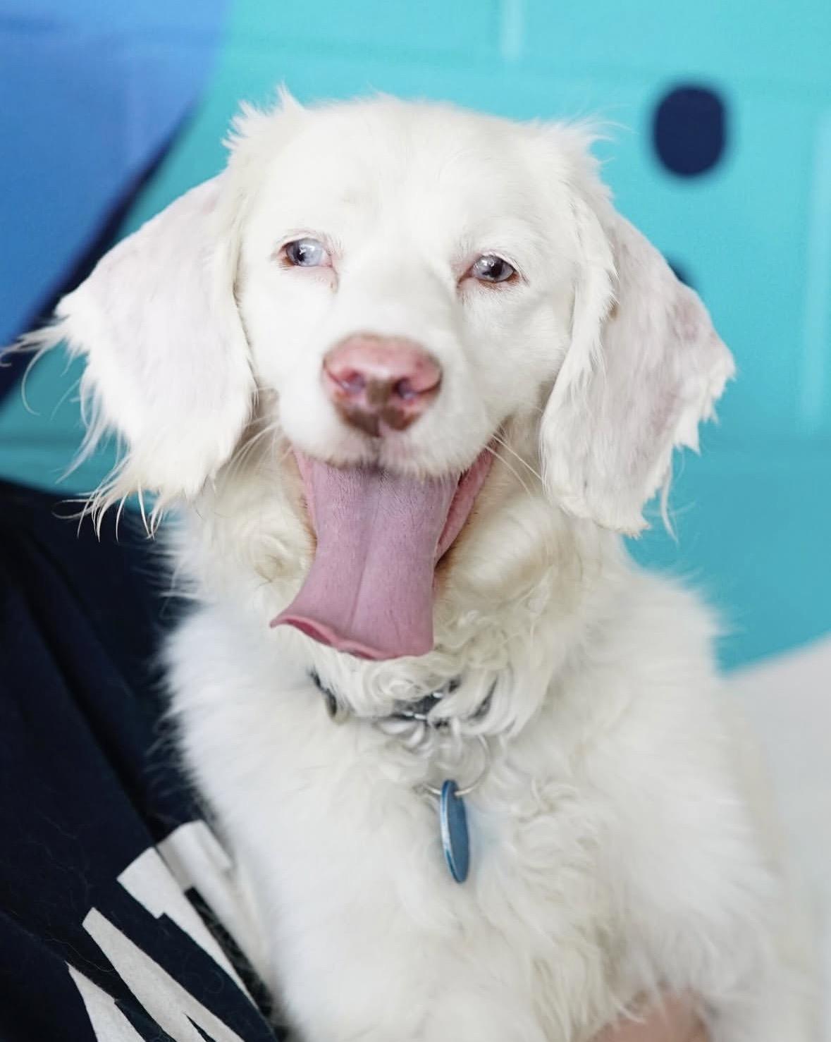 Enlarge Marble, an adoptable mixed breed in Pasadena, CA image 1/6