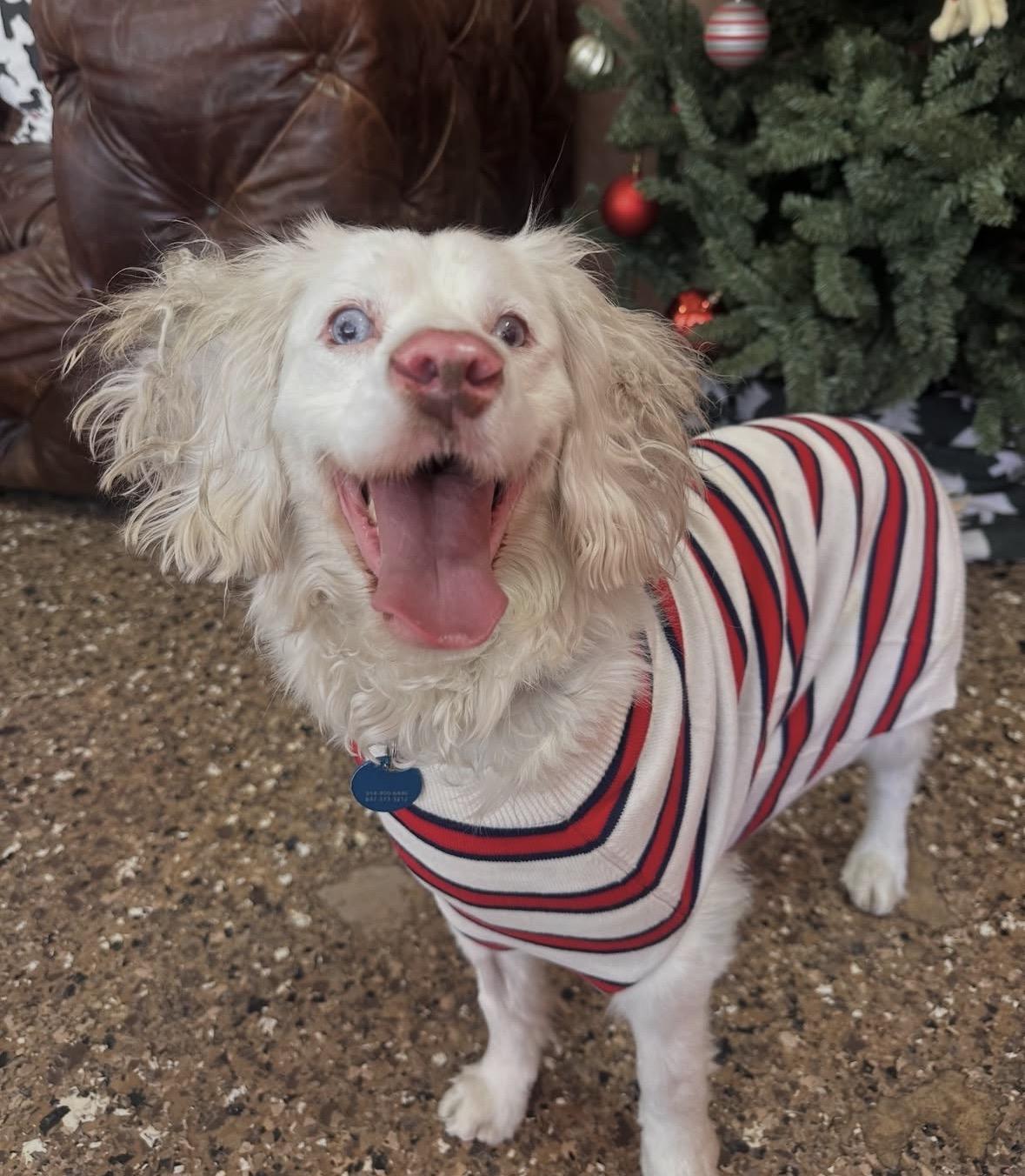 Enlarge Marble, an adoptable mixed breed in Pasadena, CA image 3/6