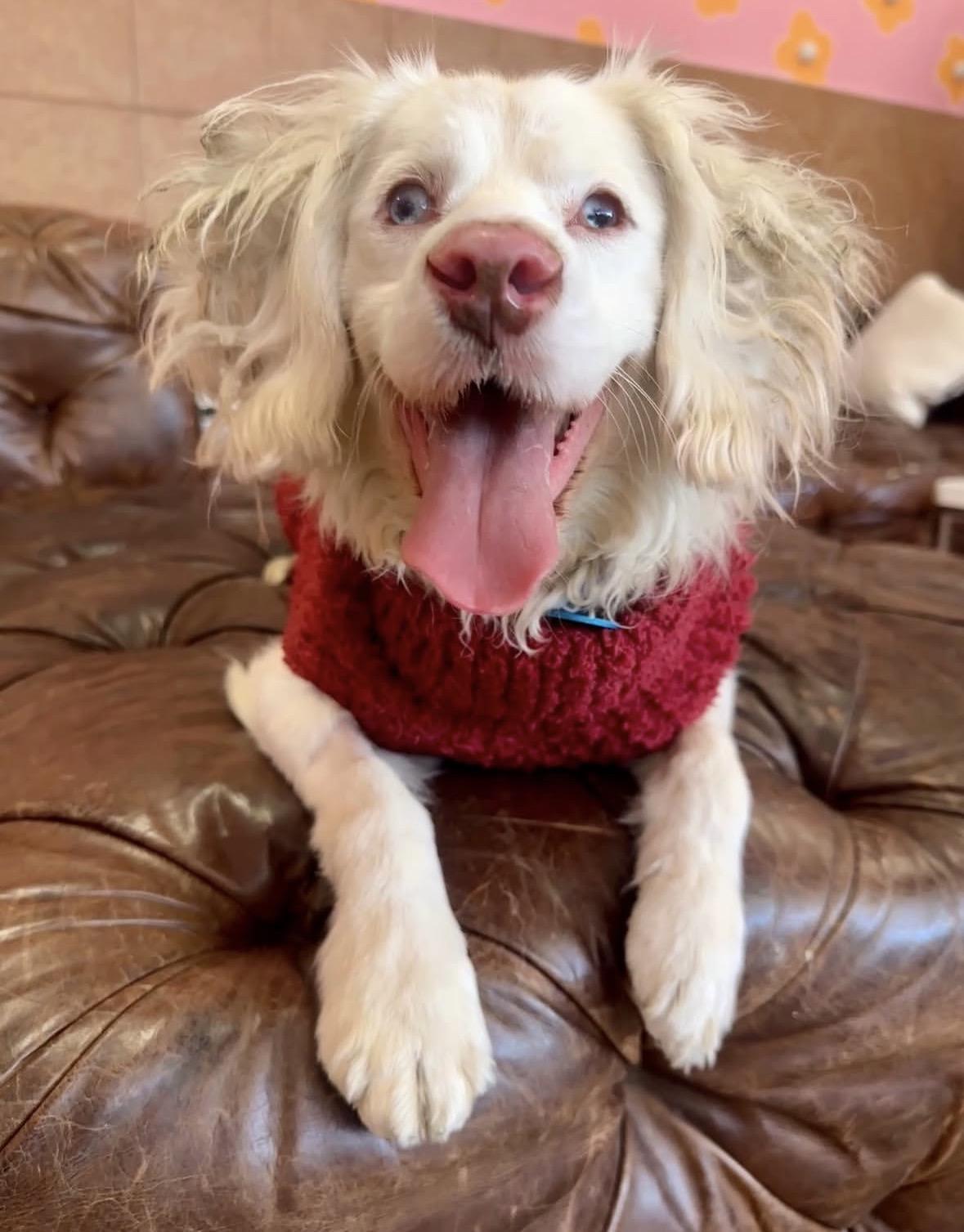 Enlarge Marble, an adoptable mixed breed in Pasadena, CA image 6/6