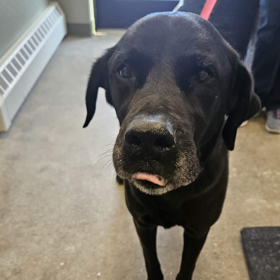 Enlarge Rick, a ADOPTABLE mixed breed in Avon, CT image 3/5