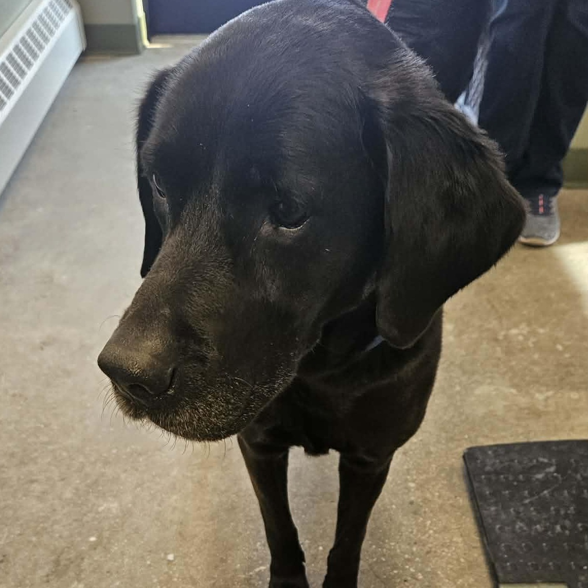 Enlarge Rick, a ADOPTABLE mixed breed in Avon, CT image 5/5