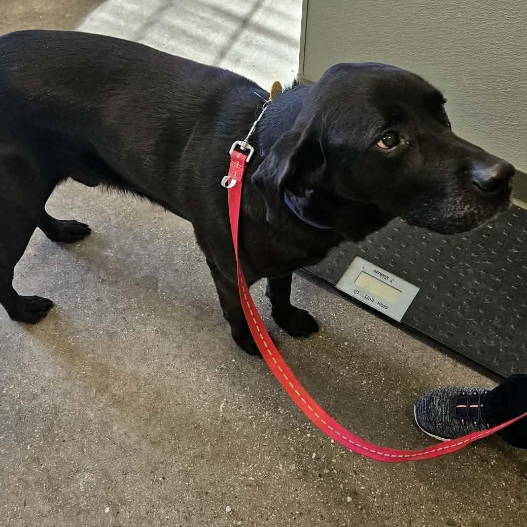 Enlarge Rick, a ADOPTABLE mixed breed in Avon, CT image 4/5