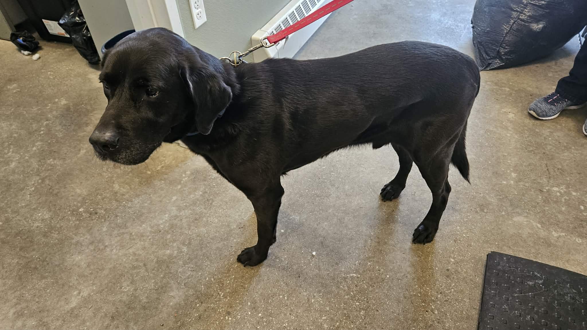 Enlarge Rick, a ADOPTABLE mixed breed in Avon, CT image 2/5