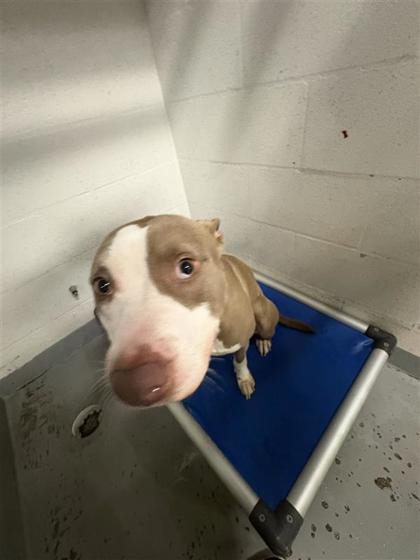 Enlarge Gibson, a Adoptable mixed breed in Gainesville, FL image 1/1