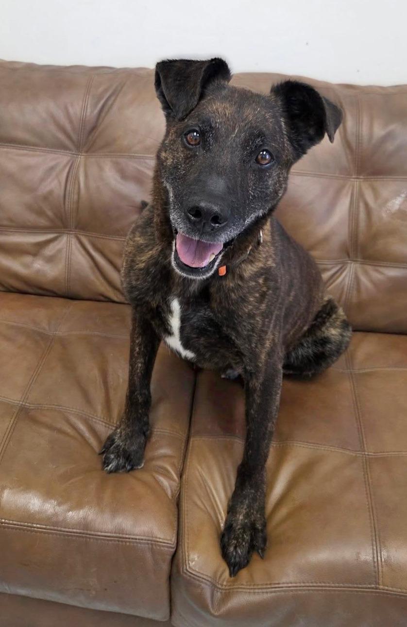 Bear, ADOPTABLE, Senior Male Labrador Retriever.