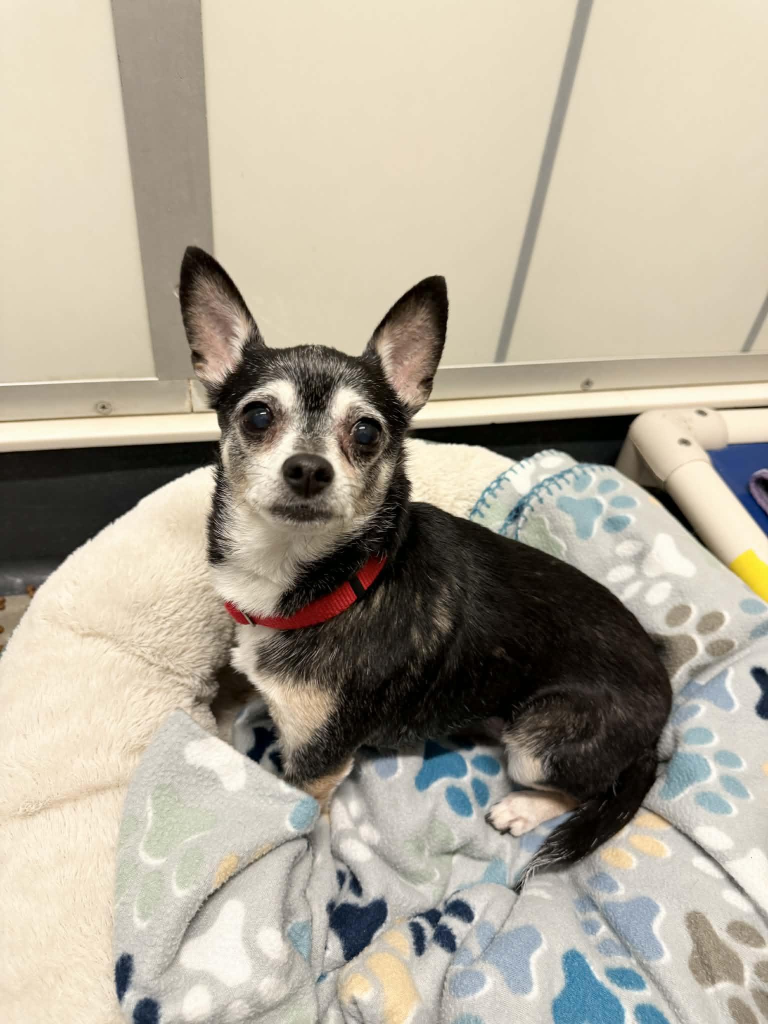 Cricket, Adoptable, Senior Female Chihuahua.