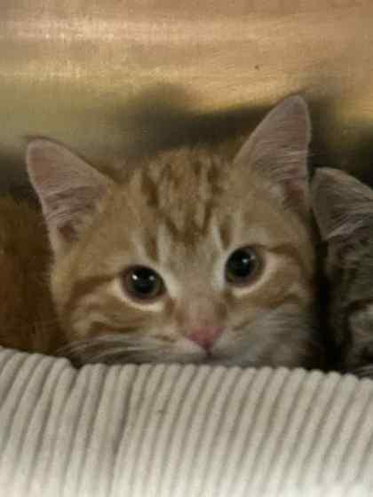 Enlarge Snap, a Adoptable mixed breed in Munster, IN image 1/1