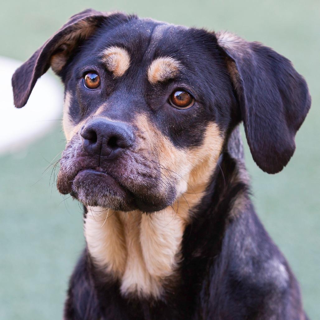 Trixie, Adoptable, Young Female Mixed Breed.