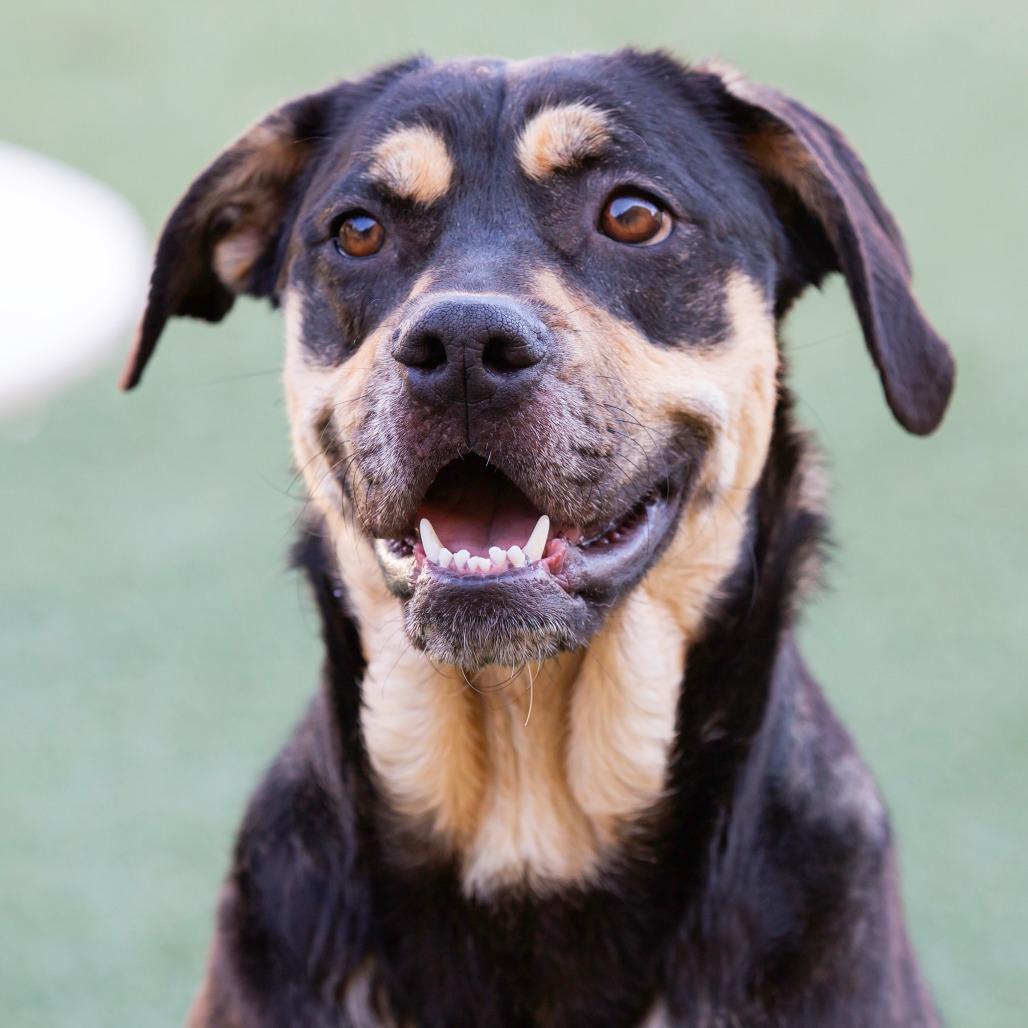 Enlarge Trixie, a Adoptable Mixed Breed in Cartersville, GA image 2/4