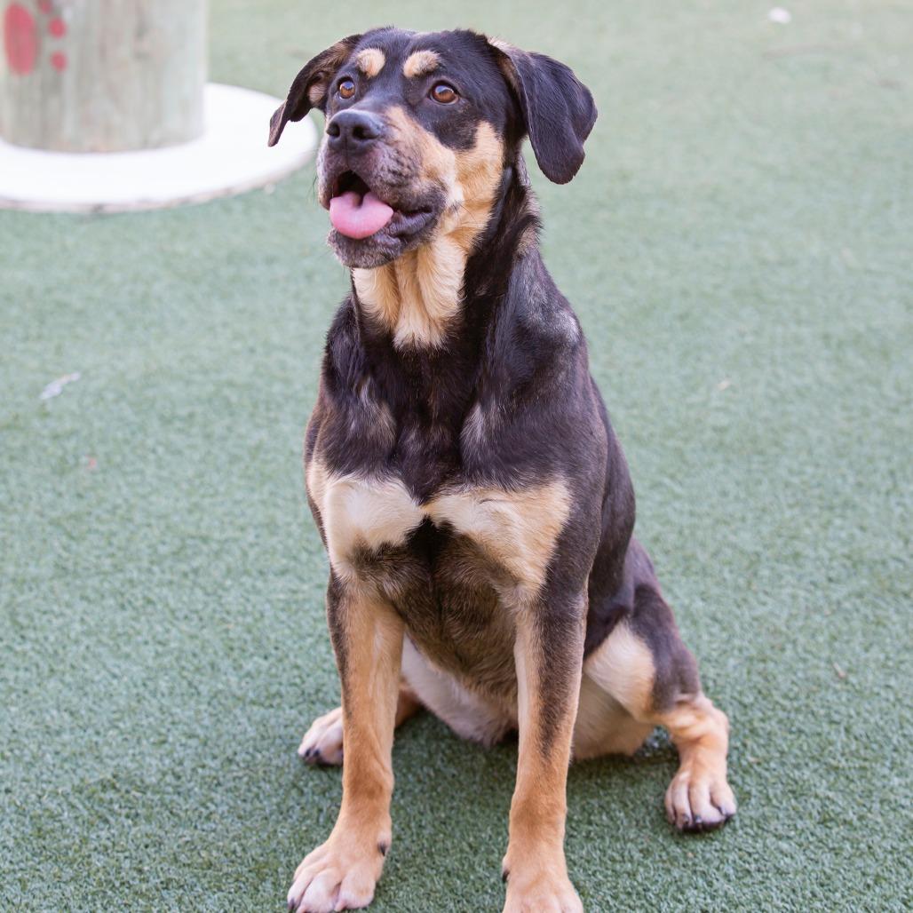 Enlarge Trixie, a Adoptable Mixed Breed in Cartersville, GA image 4/4