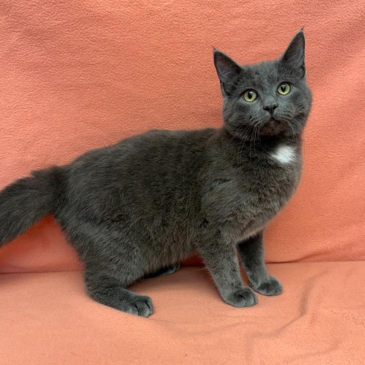 Norman Rockwell, ADOPTABLE, Kitten Male Domestic Medium Hair.