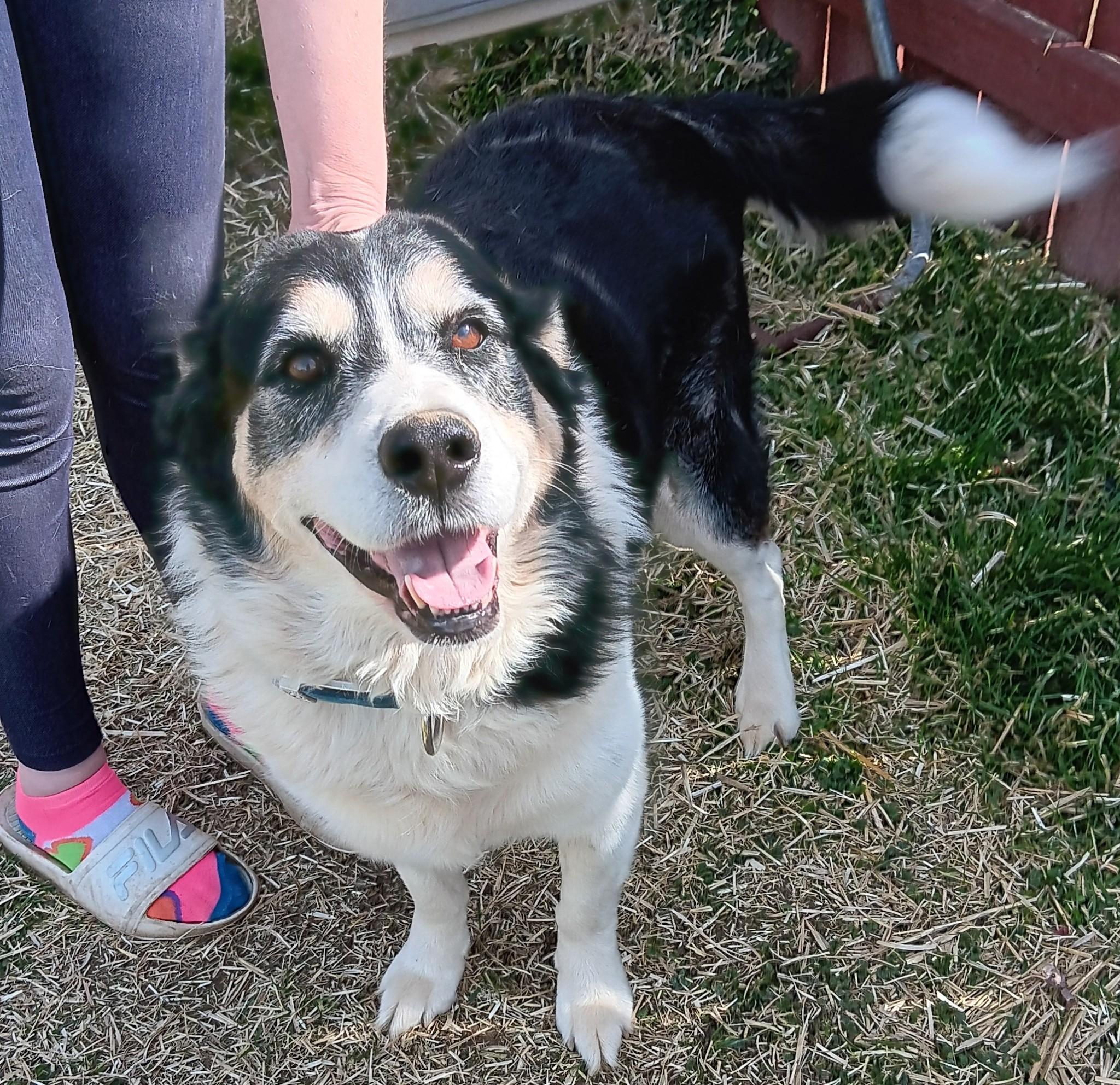 Courtesy Posting Buddie, a ADOPTABLE mixed breed in Middletown, NJ image 2/2