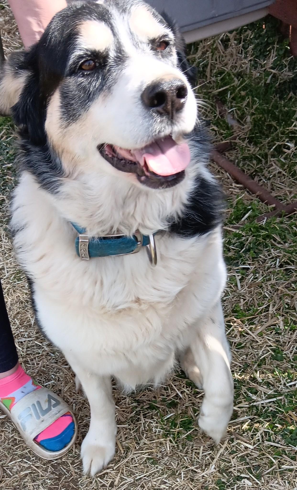 Courtesy Posting Buddie, a ADOPTABLE mixed breed in Middletown, NJ image 1/2