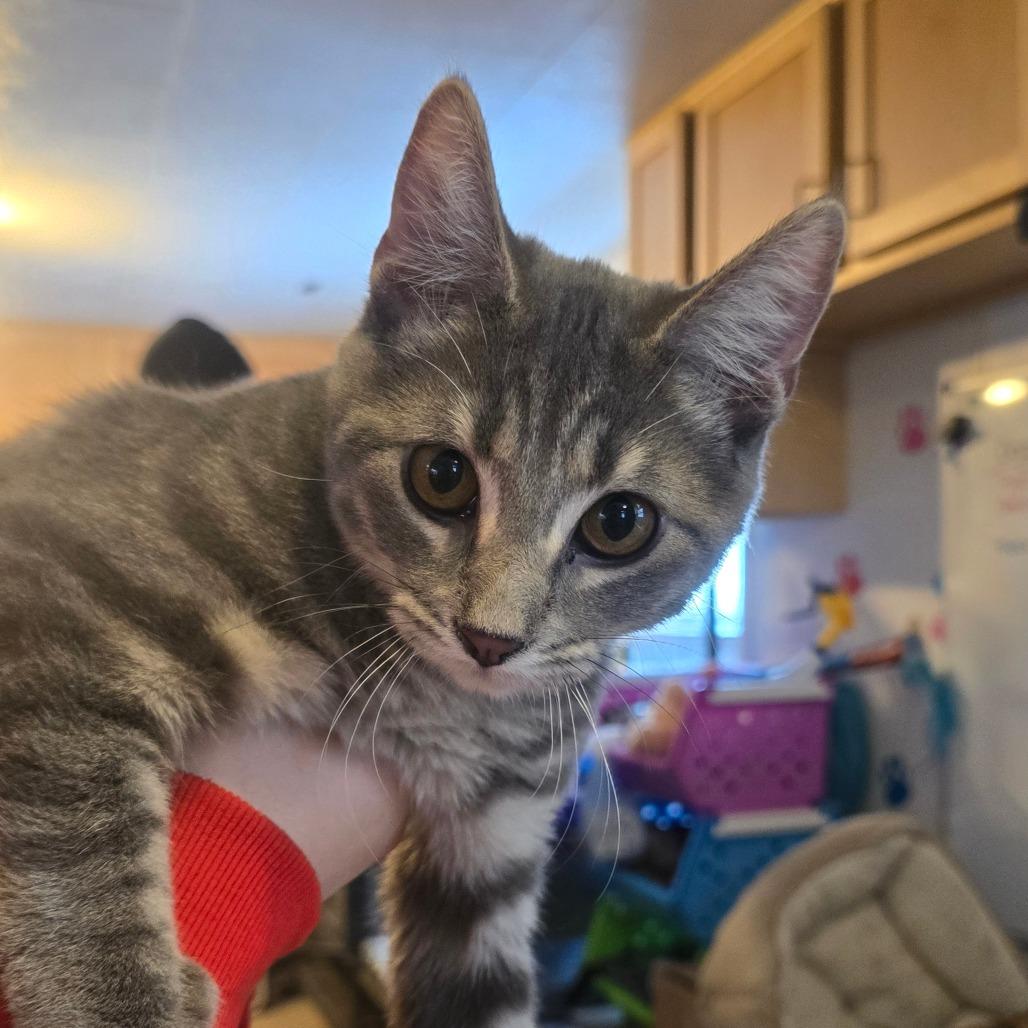 Waffle, Adoptable, Young Male Domestic Short Hair.