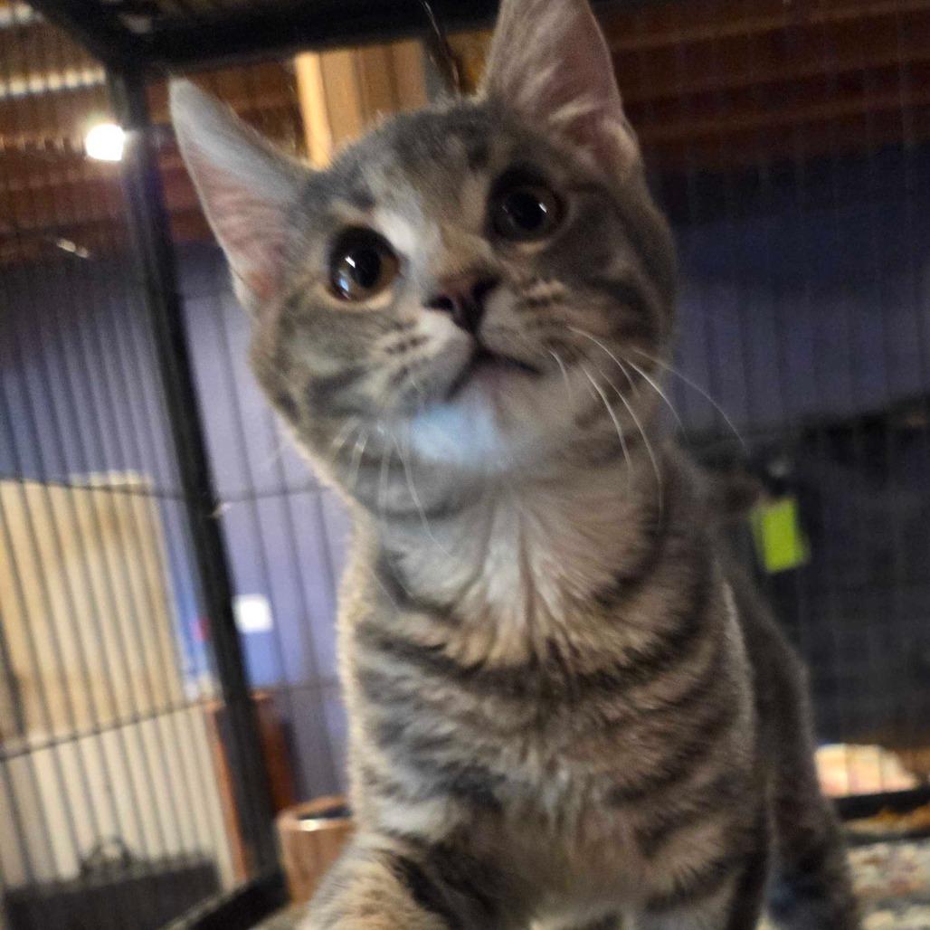 Enlarge Waffle, a Adoptable Domestic Short Hair in Hanna City, IL image 2/2