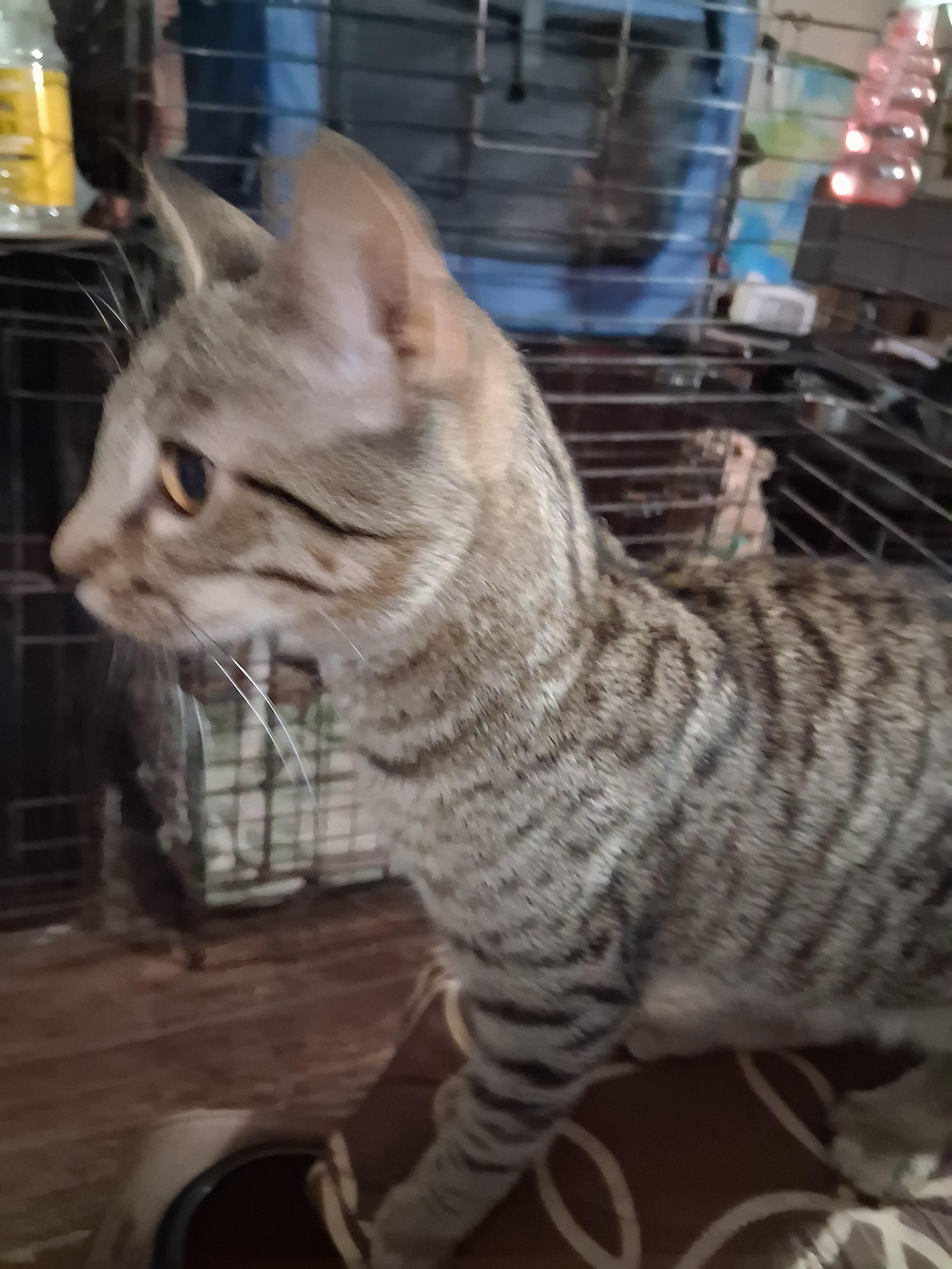Tonto, adopted, Kitten Male American Shorthair.