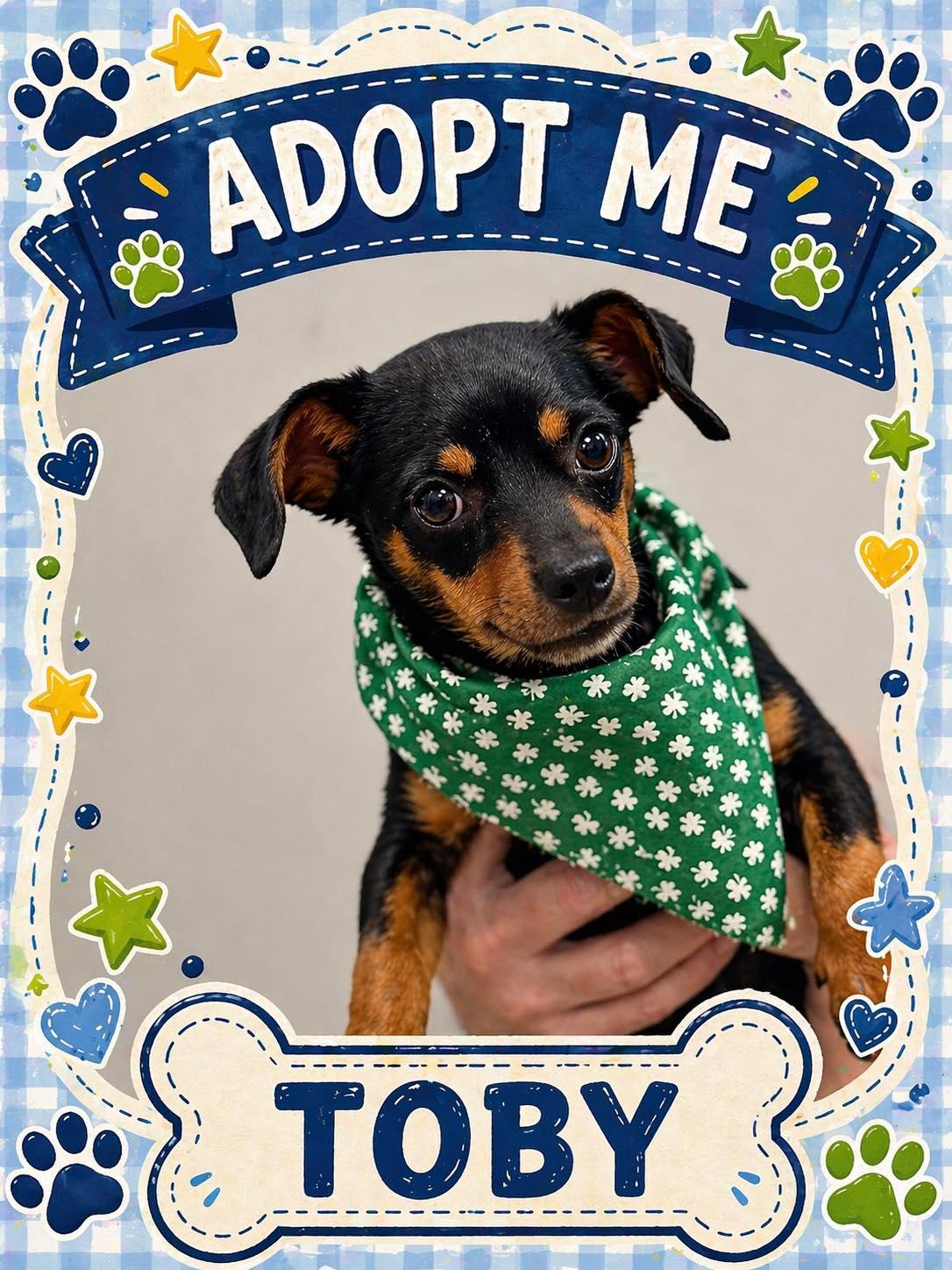 Toby, ADOPTABLE, Young Male Chihuahua.