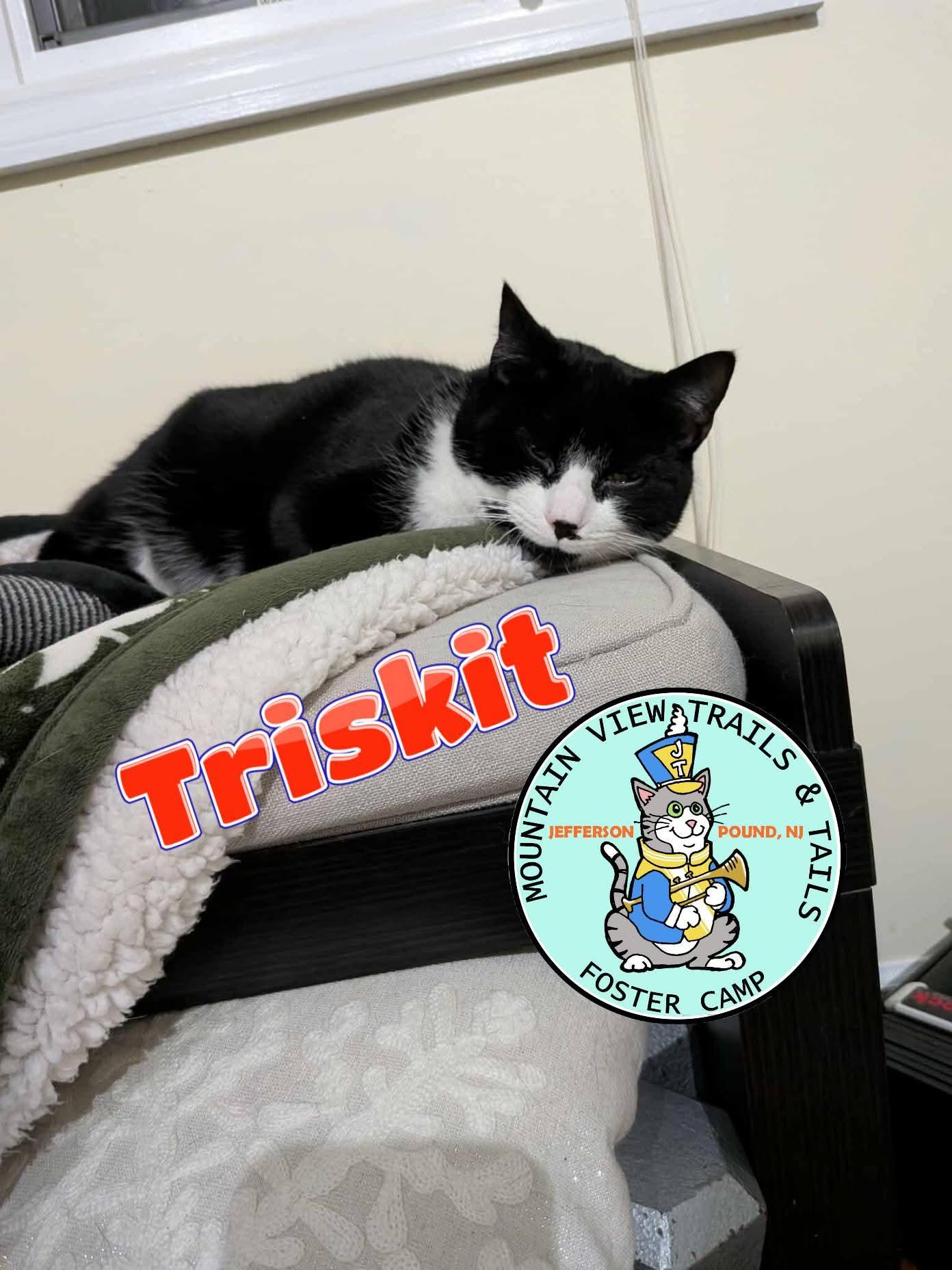 Enlarge Ritz (& Triskit)- Bonded siblings & longest residents, a ADOPTABLE Domestic Short Hair in Lake Hopatcong, NJ image 4/6